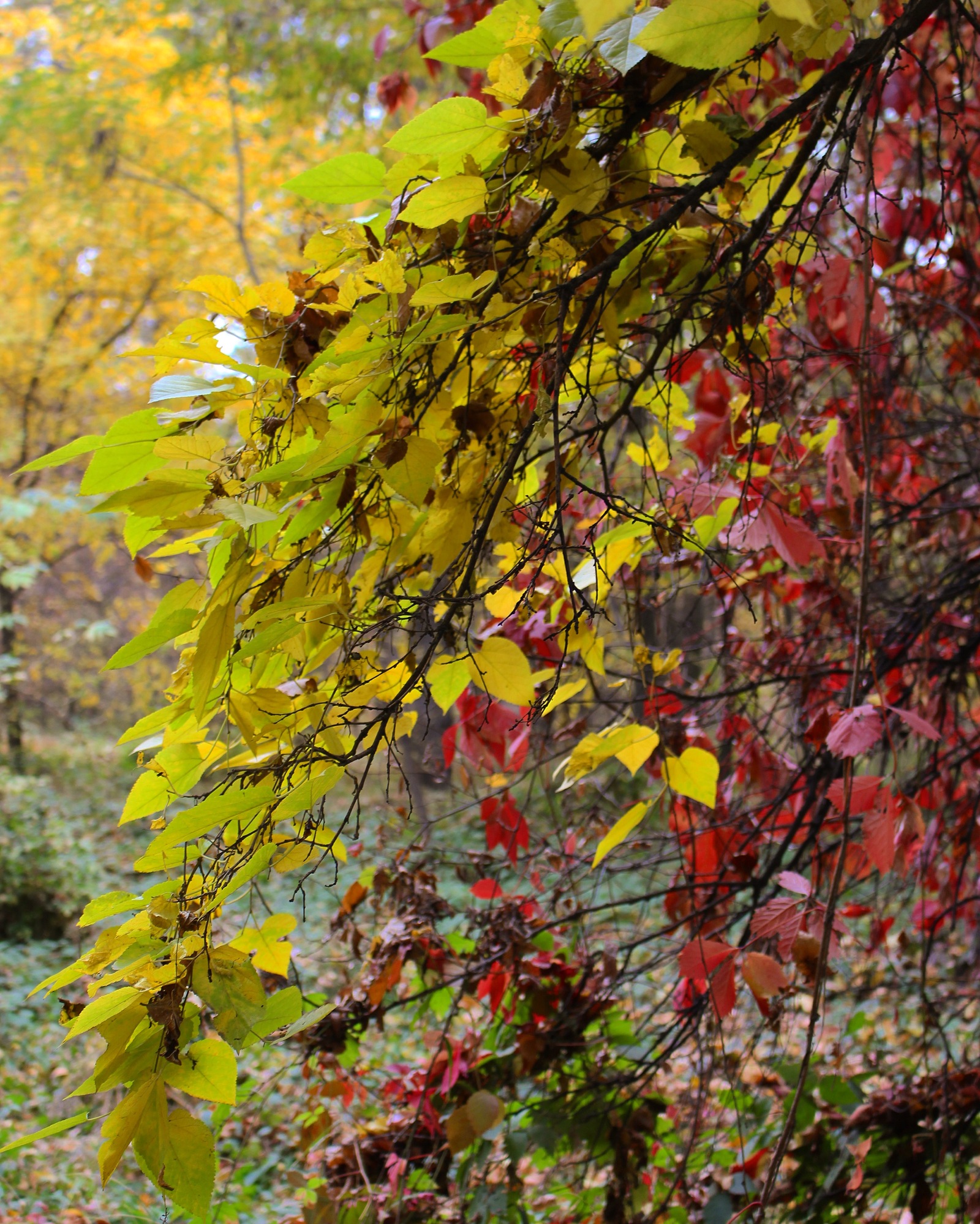 Autumn in the grove - My, Kazakhstan, Autumn, The photo, Mood, My, Nature, Longpost