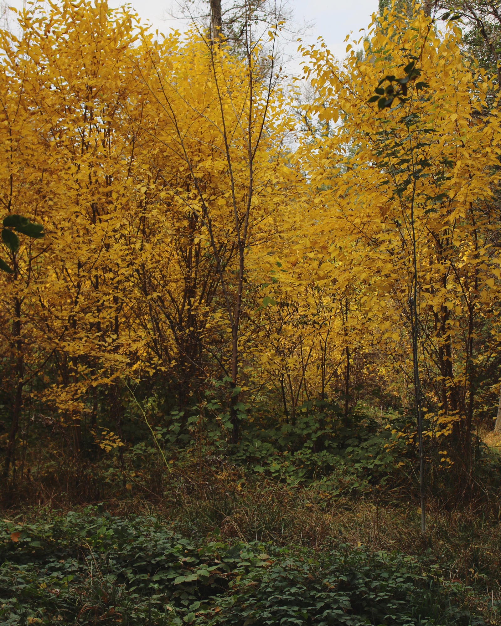 Autumn in the grove - My, Kazakhstan, Autumn, The photo, Mood, My, Nature, Longpost