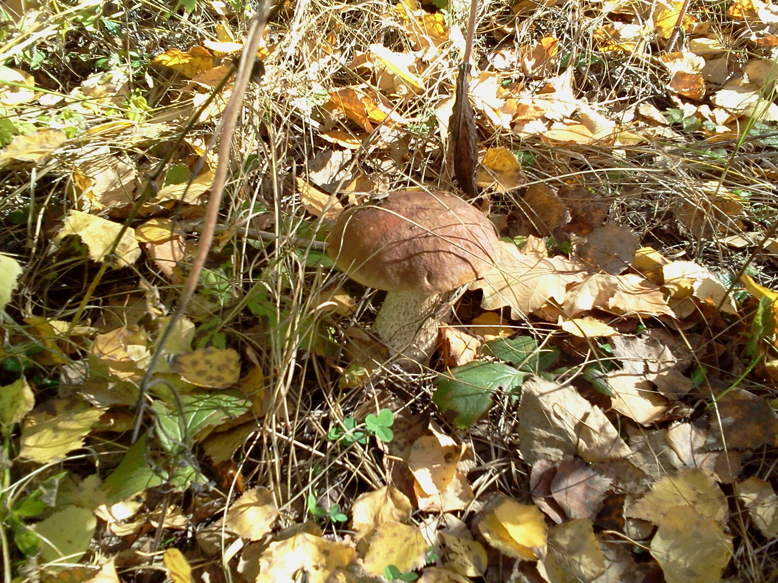 That's why you might like autumn) - My, Mushrooms, Autumn, Photo, mushroom places, Longpost