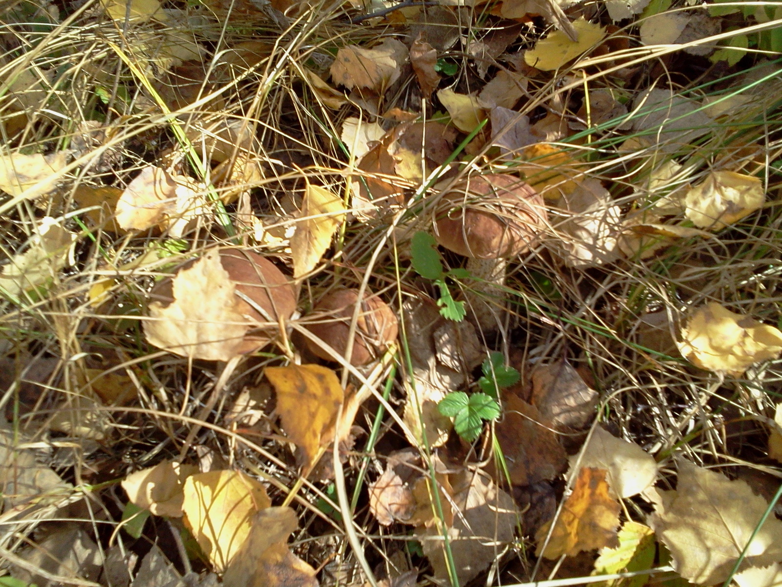 That's why you might like autumn) - My, Mushrooms, Autumn, Photo, mushroom places, Longpost