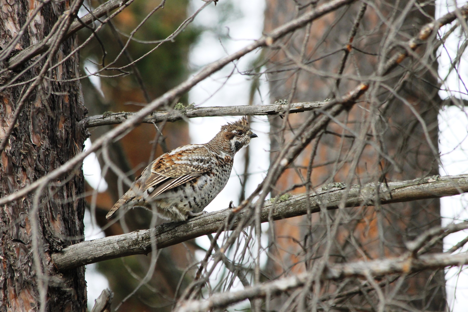 Beauties in the forest - My, The nature of Russia, Forest, Birds, Siberia