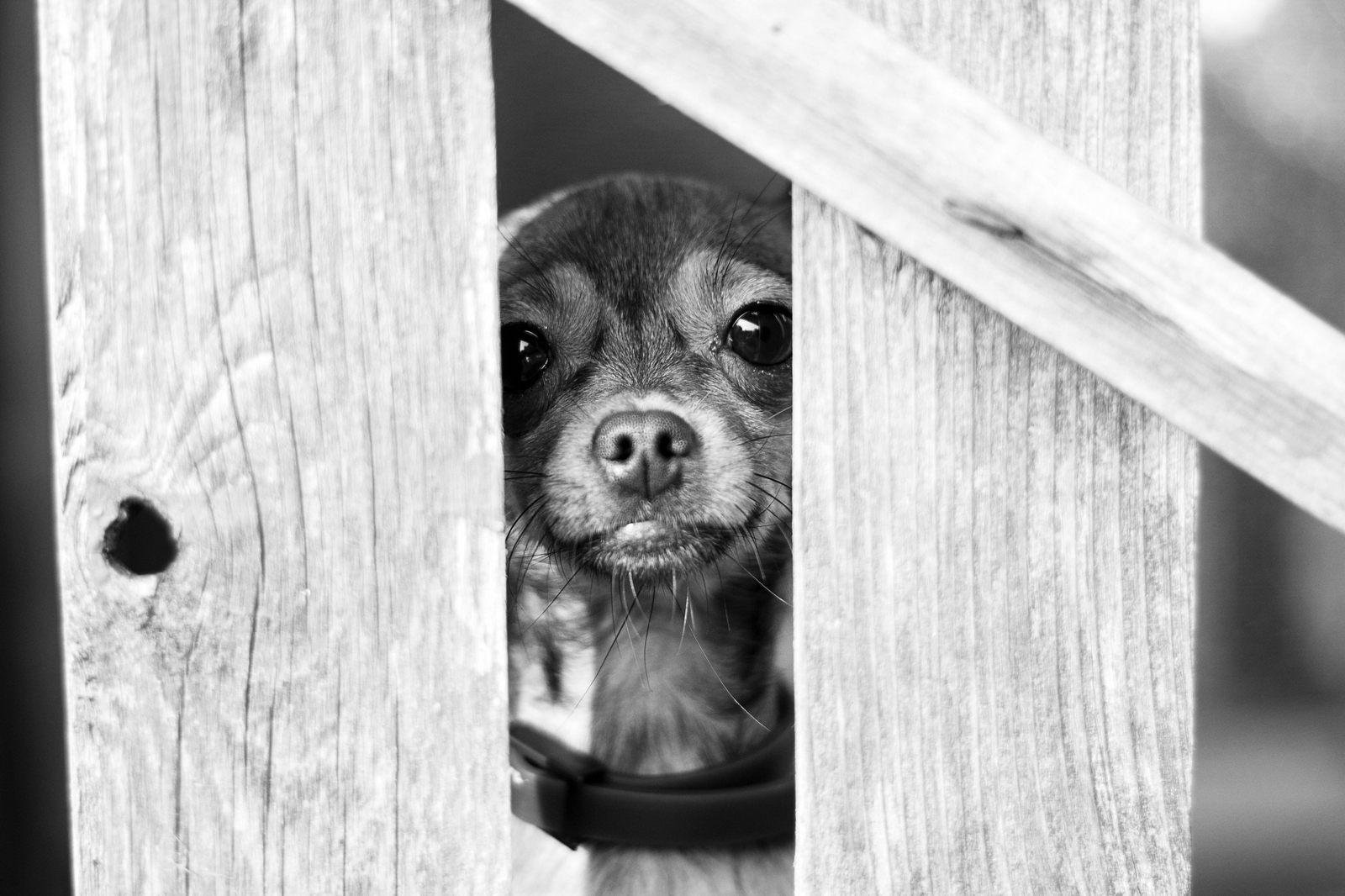 Locked up - My, The photo, Dog, Black and white photo, Dacha