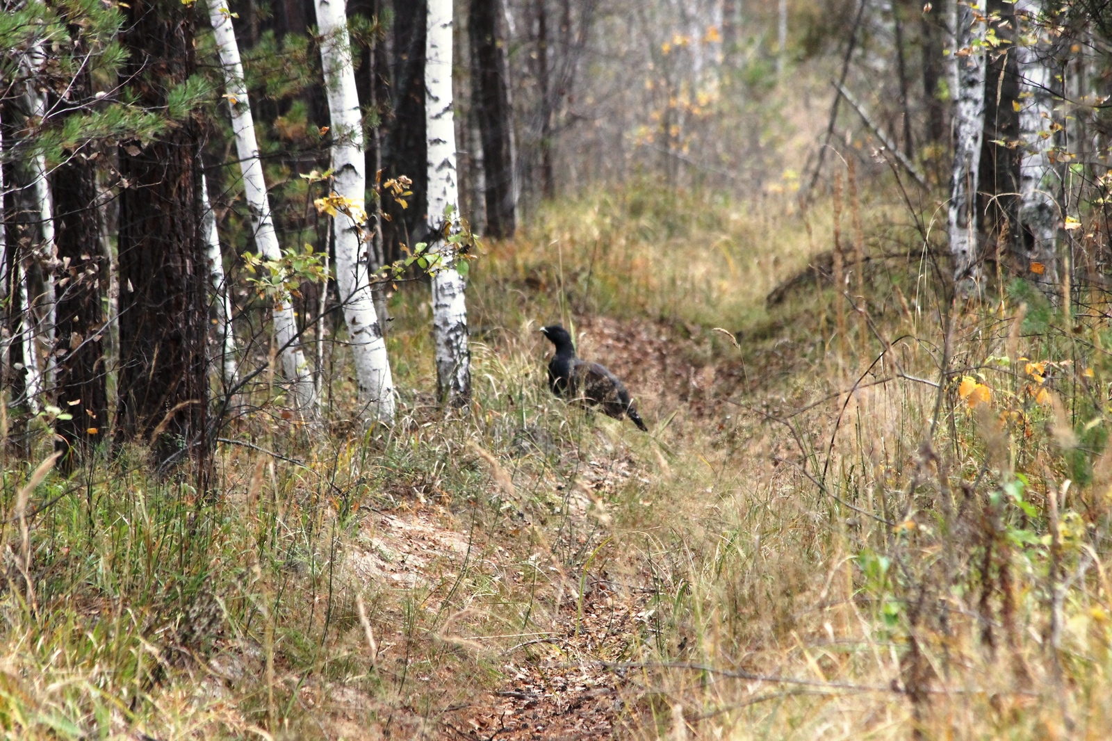 Beauties in the forest - My, The nature of Russia, Forest, Birds, Siberia