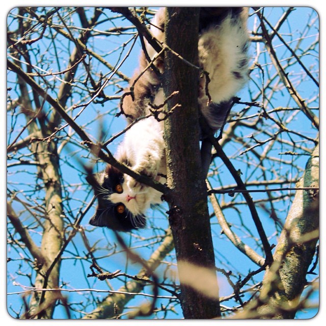 These eyes are opposite - My, cat, Spring, Tree, The sun, Sky