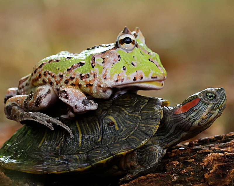 So that's what you are, a hypnotoad from Futurama! - Hypnotoad, , , Yandex.