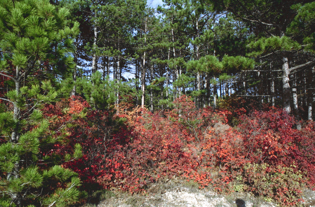 Slope dyed crimson. - My, Crimea, Bakhchisarai, Russia, Autumn, camera roll, Skumpia, Nature, Color, Longpost