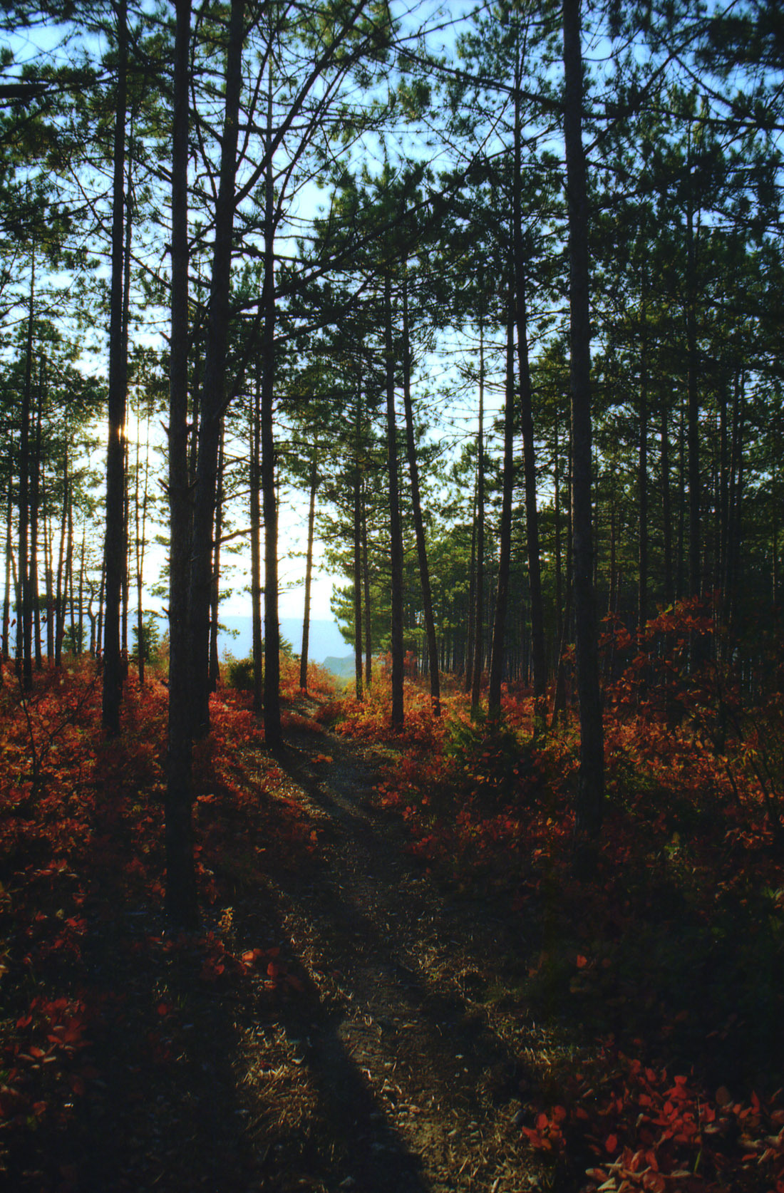 Slope dyed crimson. - My, Crimea, Bakhchisarai, Russia, Autumn, camera roll, Skumpia, Nature, Color, Longpost