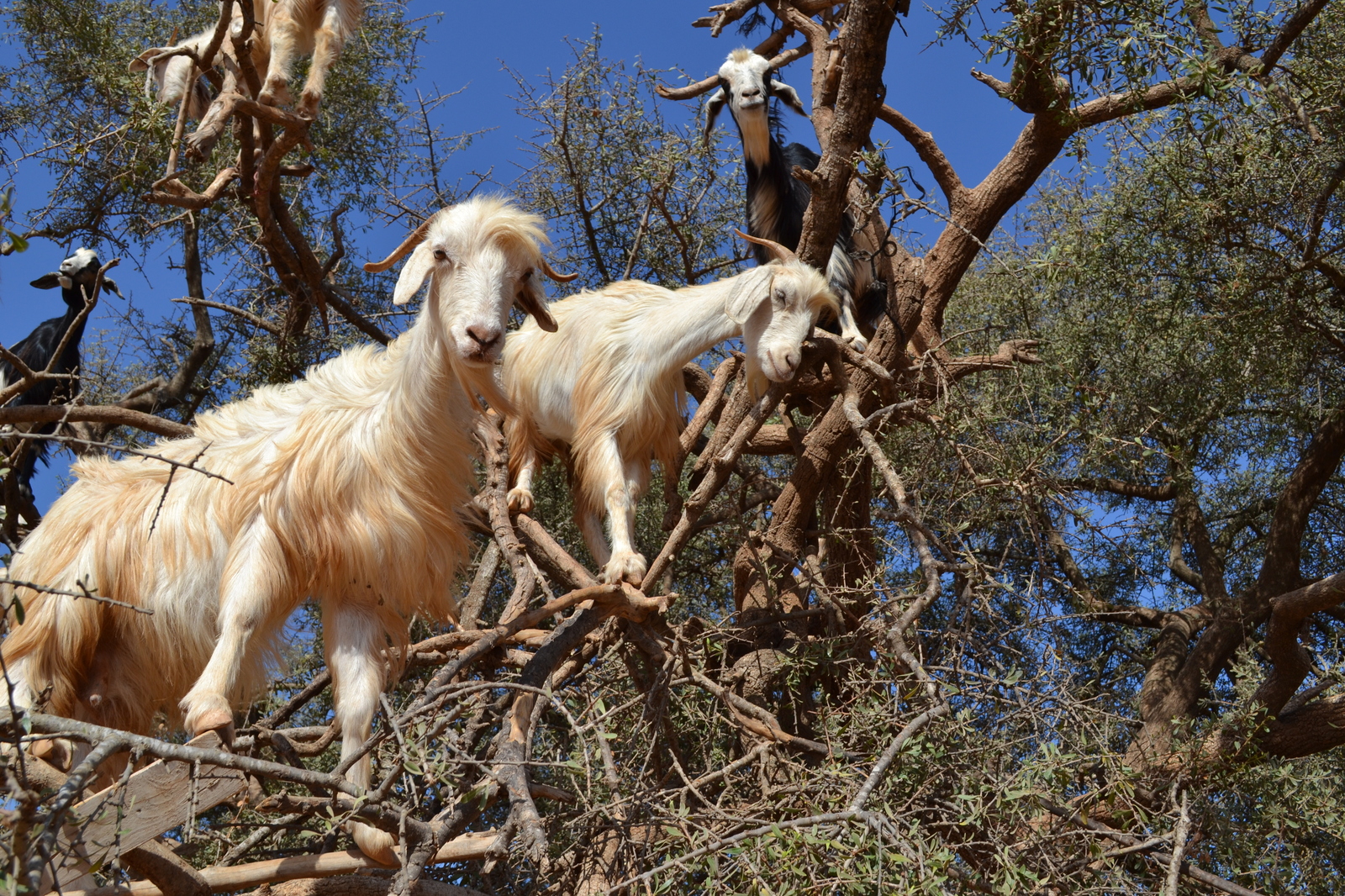 Goats argan - Photo, Animals, The photo, Goat, Nature