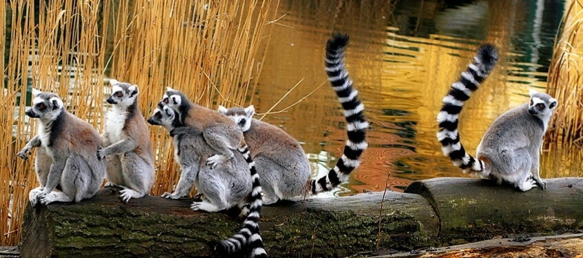 When relatives don't let you watch football because another series has started... - Photo, Lemur