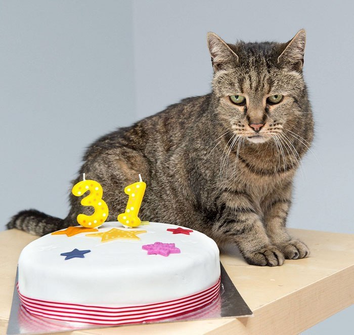 The oldest cat in the world celebrates its 31st birthday - cat, Old men, Longpost