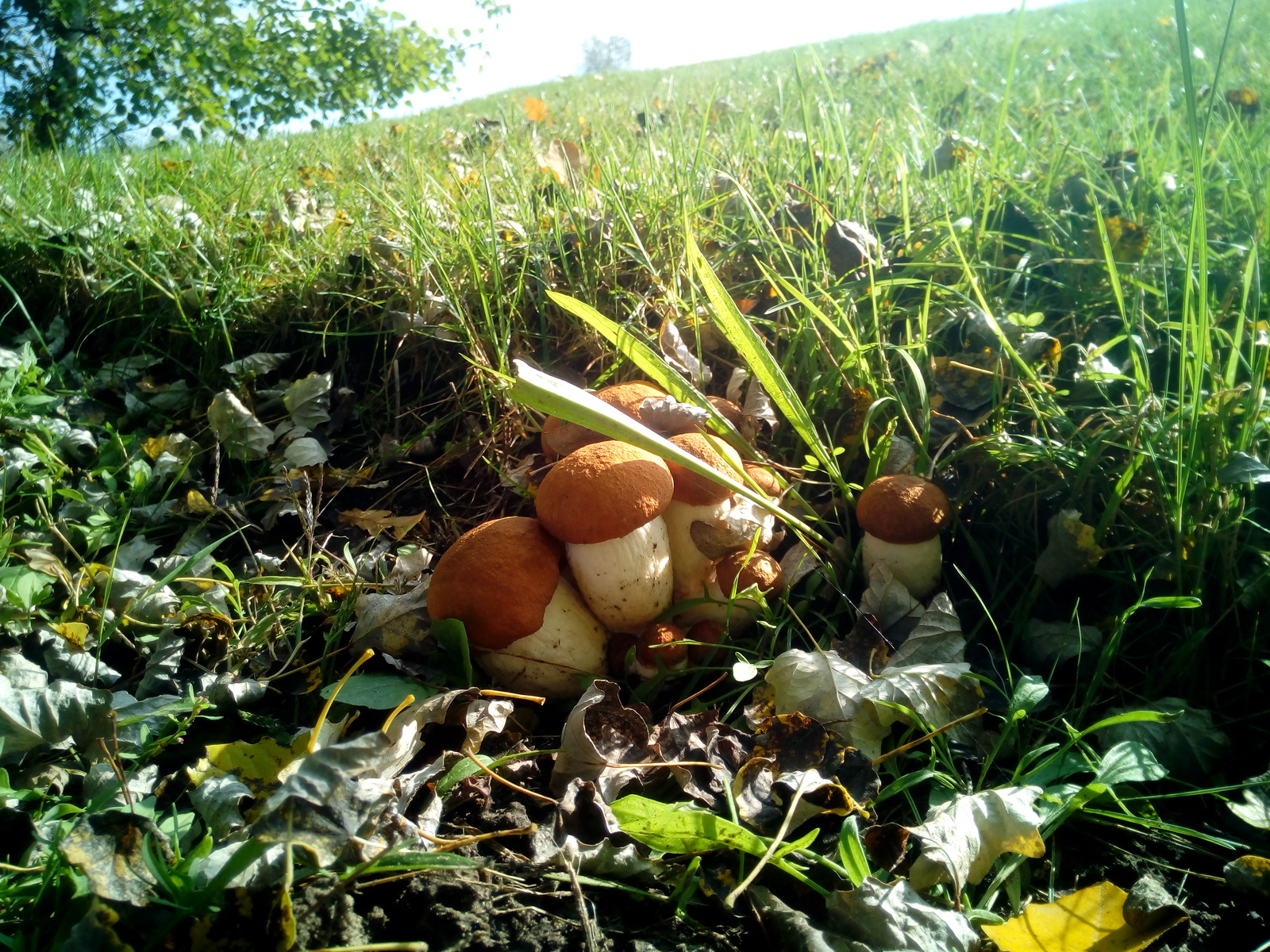 Today's mushrooms - Grass, White, Mushrooms, Polyana, My