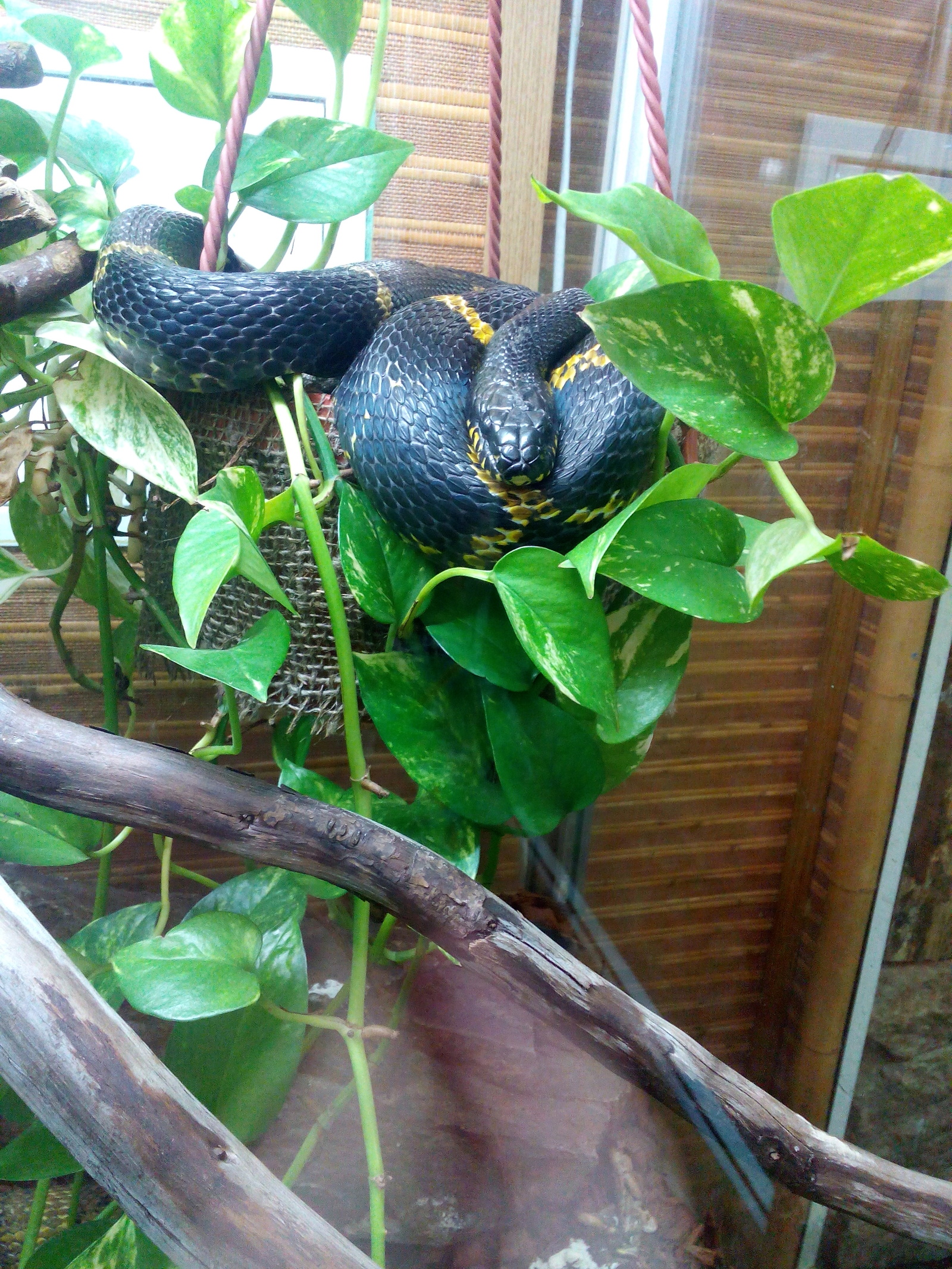 Amur and Manchurian snakes in the Leningrad Zoo. - My, Zoo, Saint Petersburg, Snake, Skid, Longpost