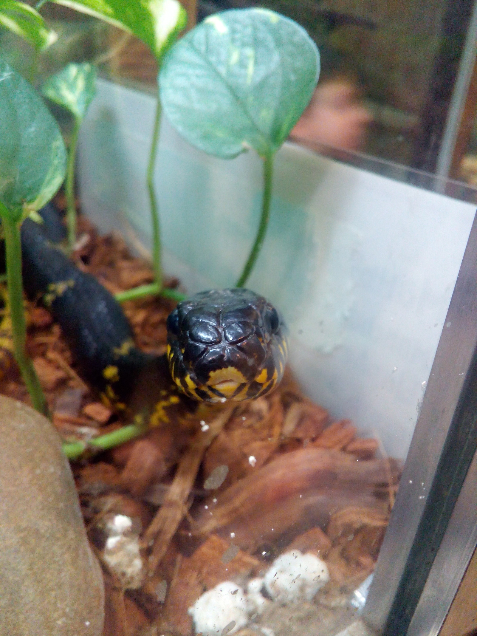 Amur and Manchurian snakes in the Leningrad Zoo. - My, Zoo, Saint Petersburg, Snake, Skid, Longpost