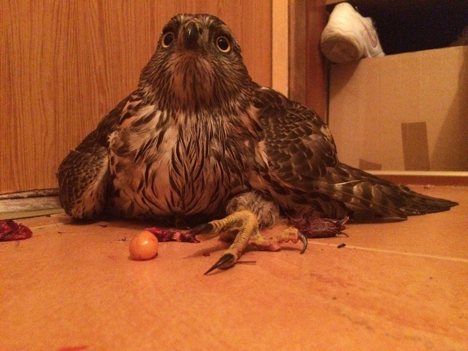 Return of the Tushinsky Goshawk. - My, Yoll, Hawk, Animal Rescue, Adventures, Time for drop dead stories, Veterinary, Moscow, Video, Longpost