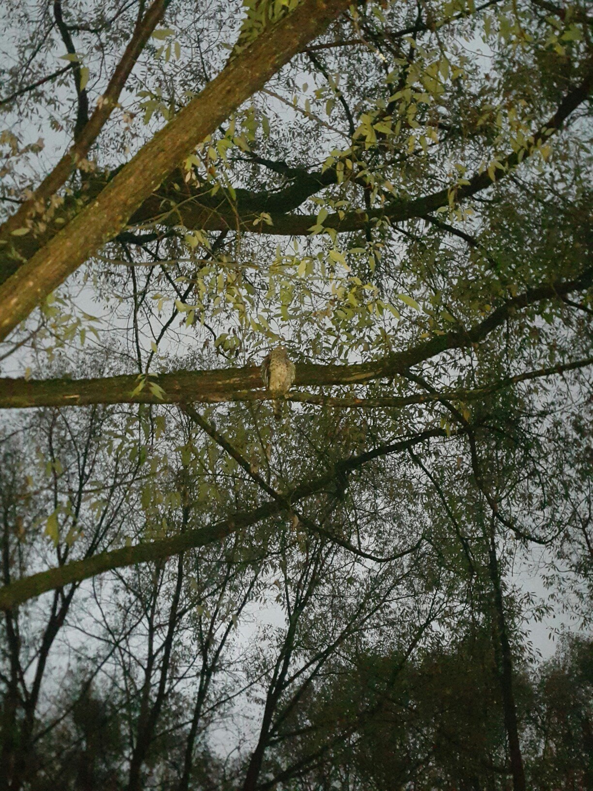 Return of the Tushinsky Goshawk. - My, Yoll, Hawk, Animal Rescue, Adventures, Time for drop dead stories, Veterinary, Moscow, Video, Longpost