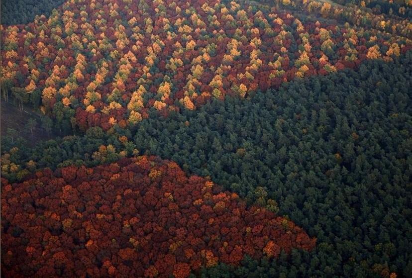 Aerial view of a mixed forest on a sunny autumn day in the city of Recklinghausen, Germany - Autumn, Forest, beauty