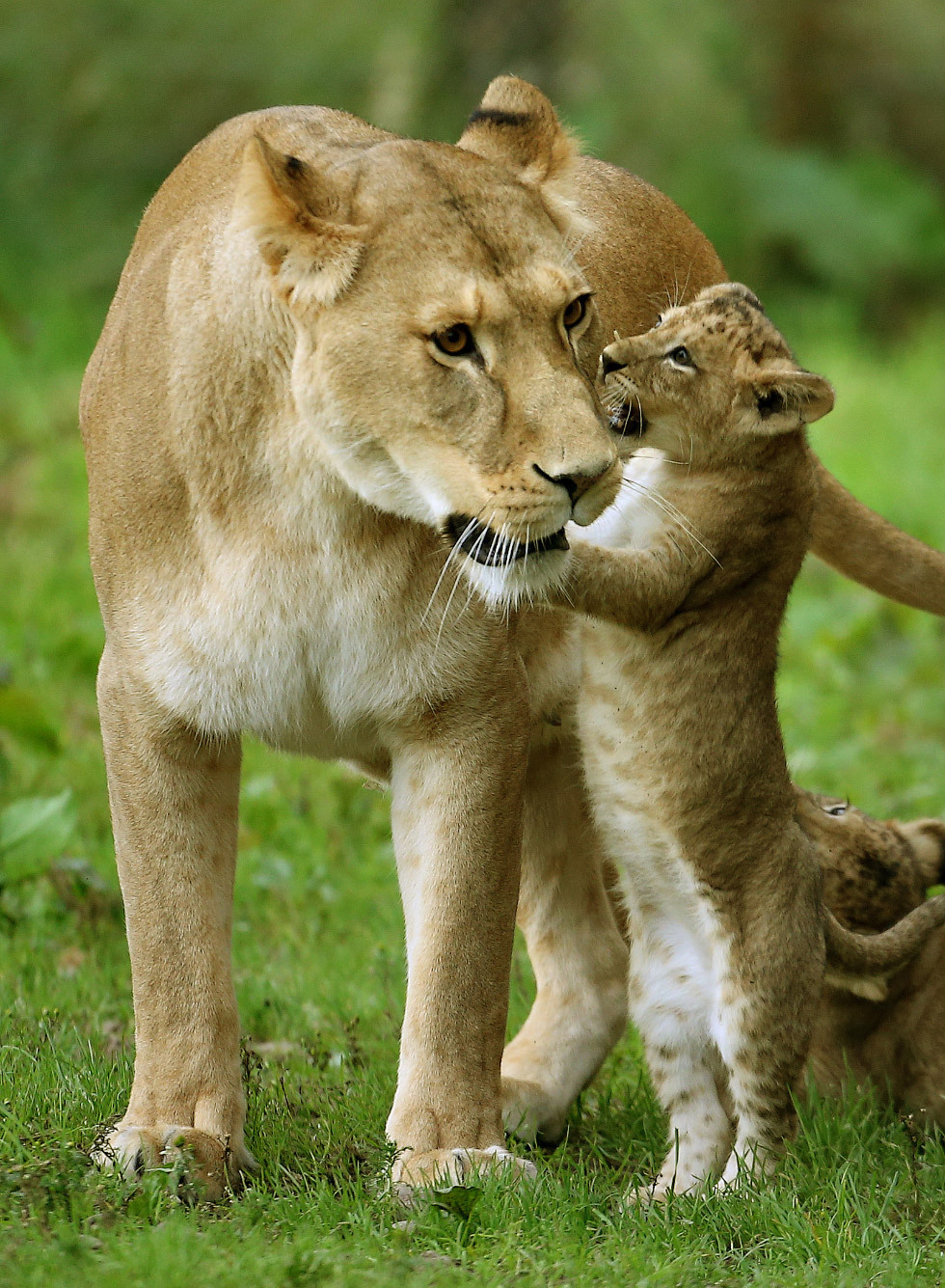 New kings of beasts - Animals, a lion, Longpost