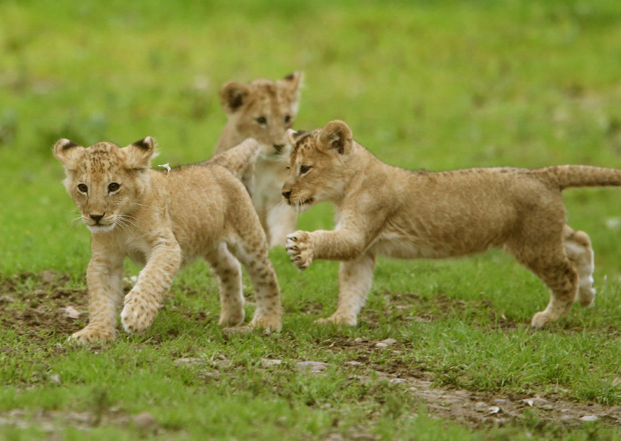 New kings of beasts - Animals, a lion, Longpost