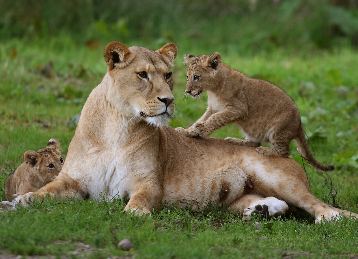 New kings of beasts - Animals, a lion, Longpost