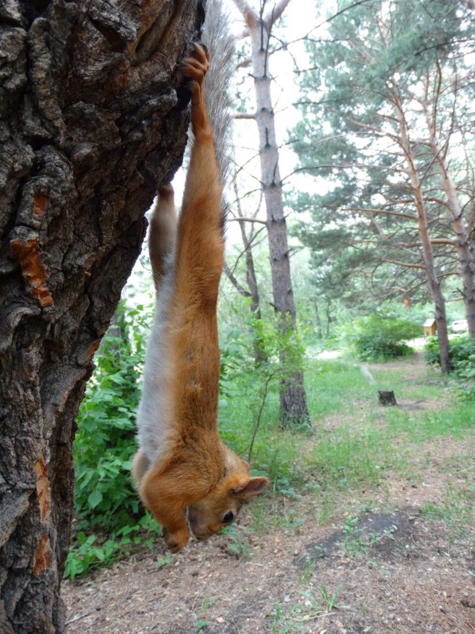 Gymnast - The photo, Animals, Squirrel, Nature