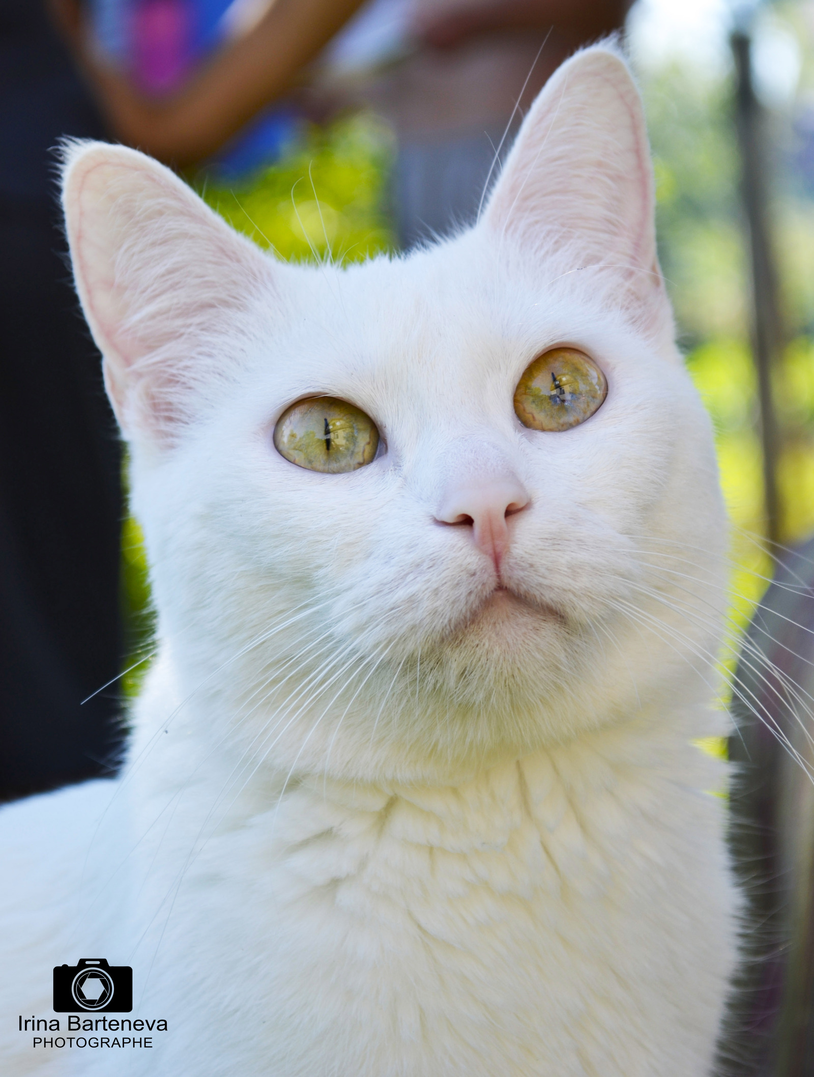 In the country. - My, cat, The photo, Animals, Longpost