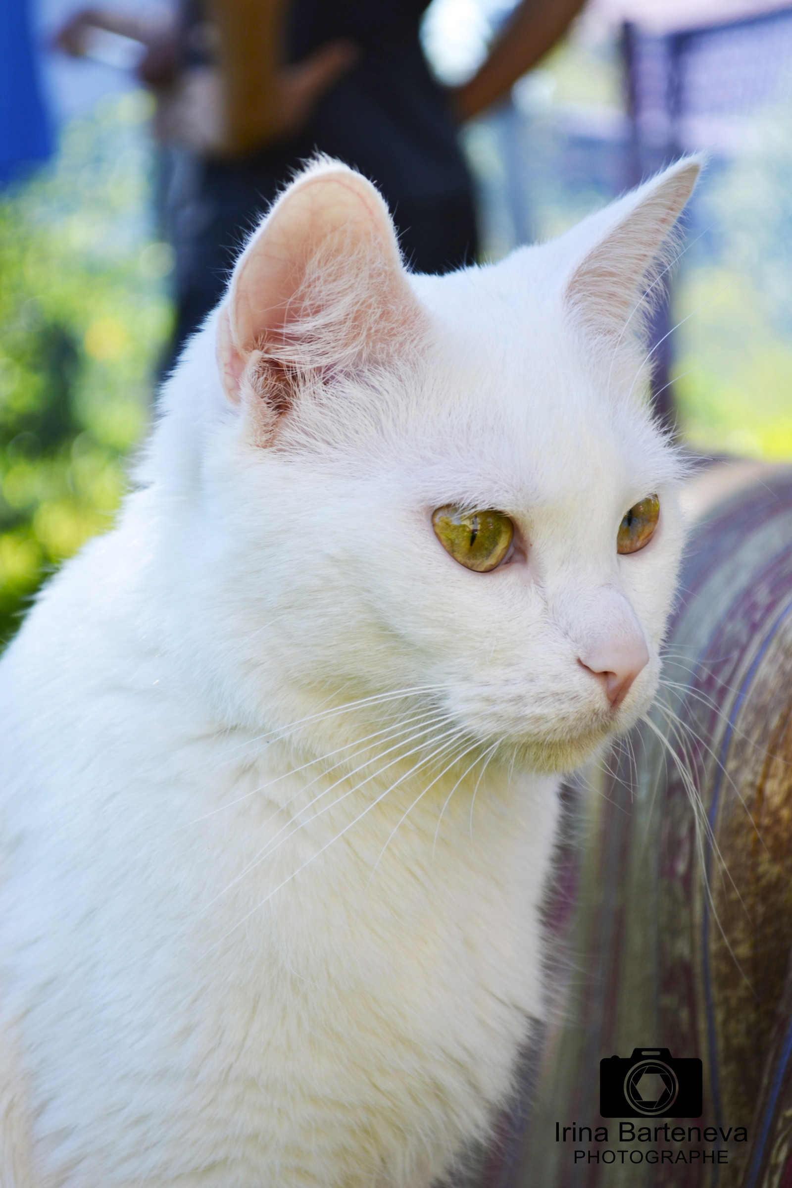 In the country. - My, cat, The photo, Animals, Longpost