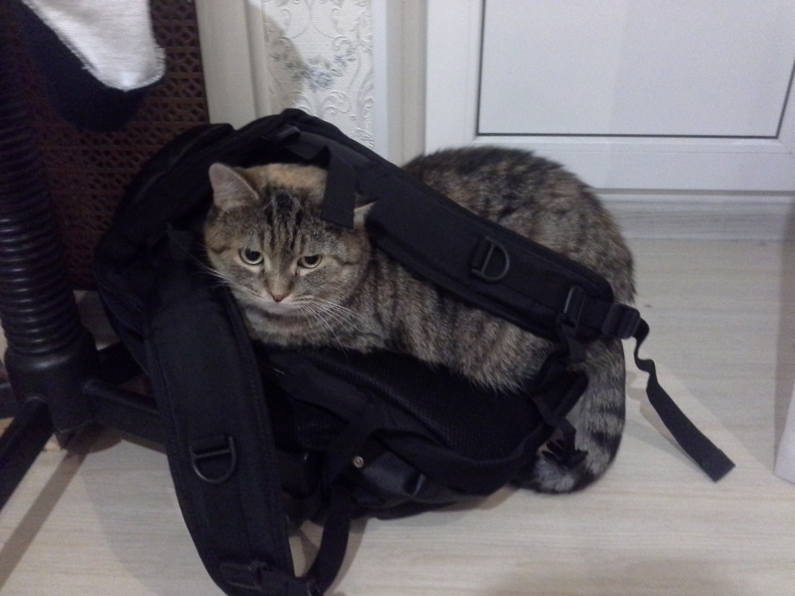 Backpack. - My, cat, Photo, Assigned, Milota