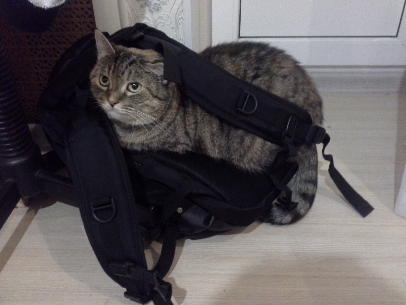 Backpack. - My, cat, Photo, Assigned, Milota