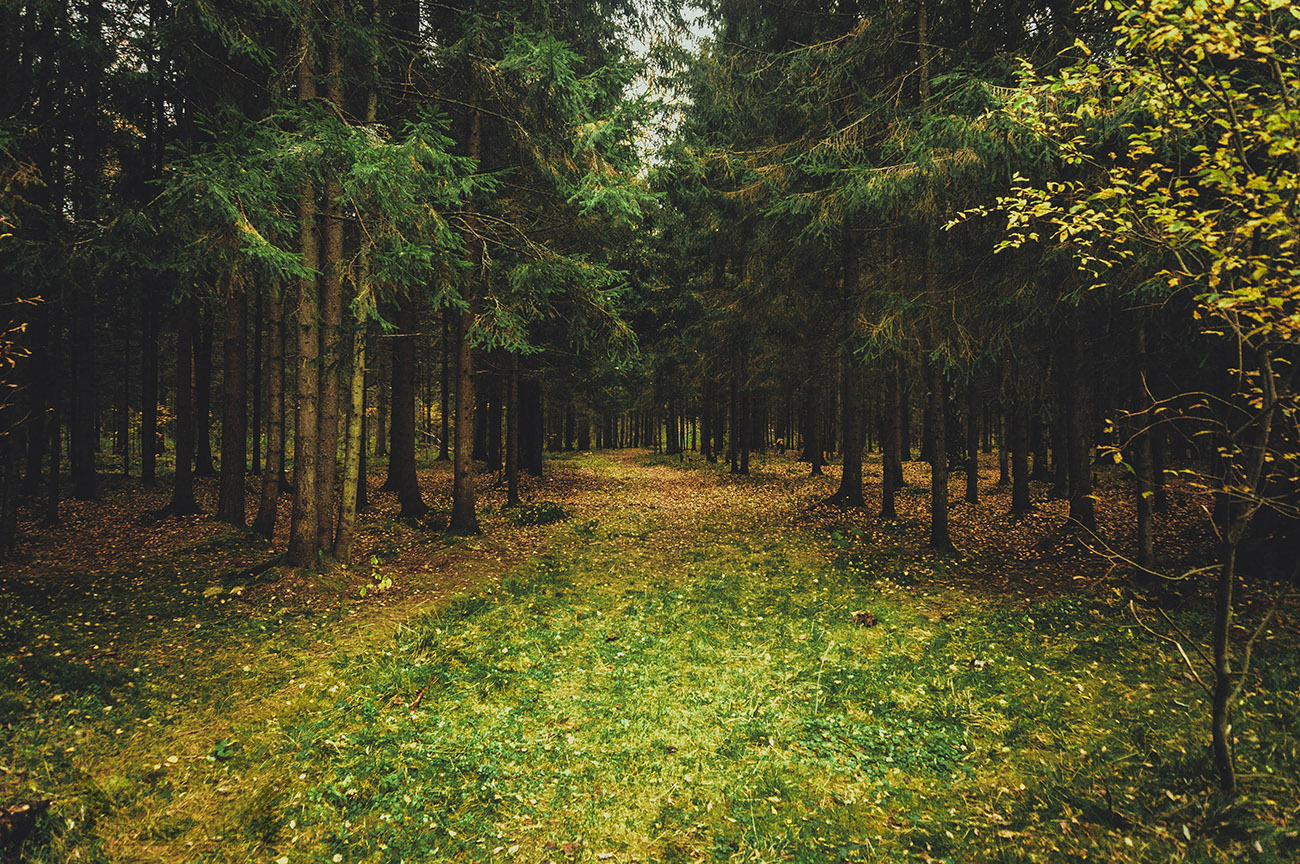 Dark autumn - My, Photo, Landscape, Forest, Autumn, Longpost