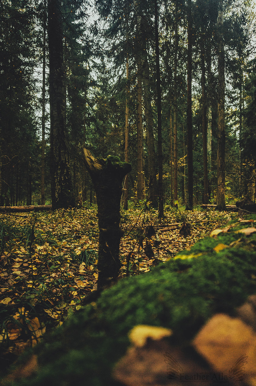 Dark autumn - My, Photo, Landscape, Forest, Autumn, Longpost