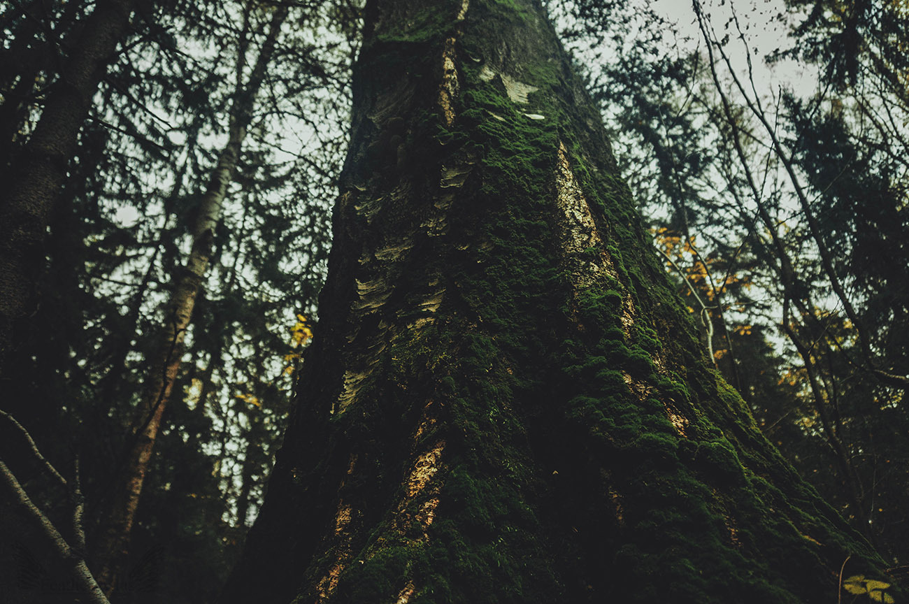 Dark autumn - My, Photo, Landscape, Forest, Autumn, Longpost