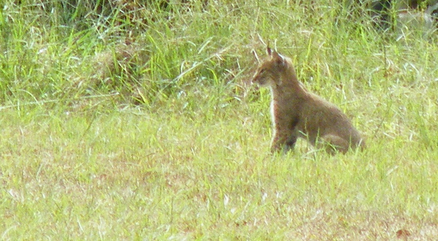 Helpful neighbors. - Lynx, Animals, Farmer