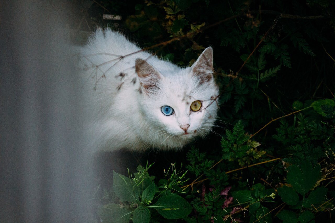 Вас заметили :) - Кот, Глаза, Природа, Гетерохромия