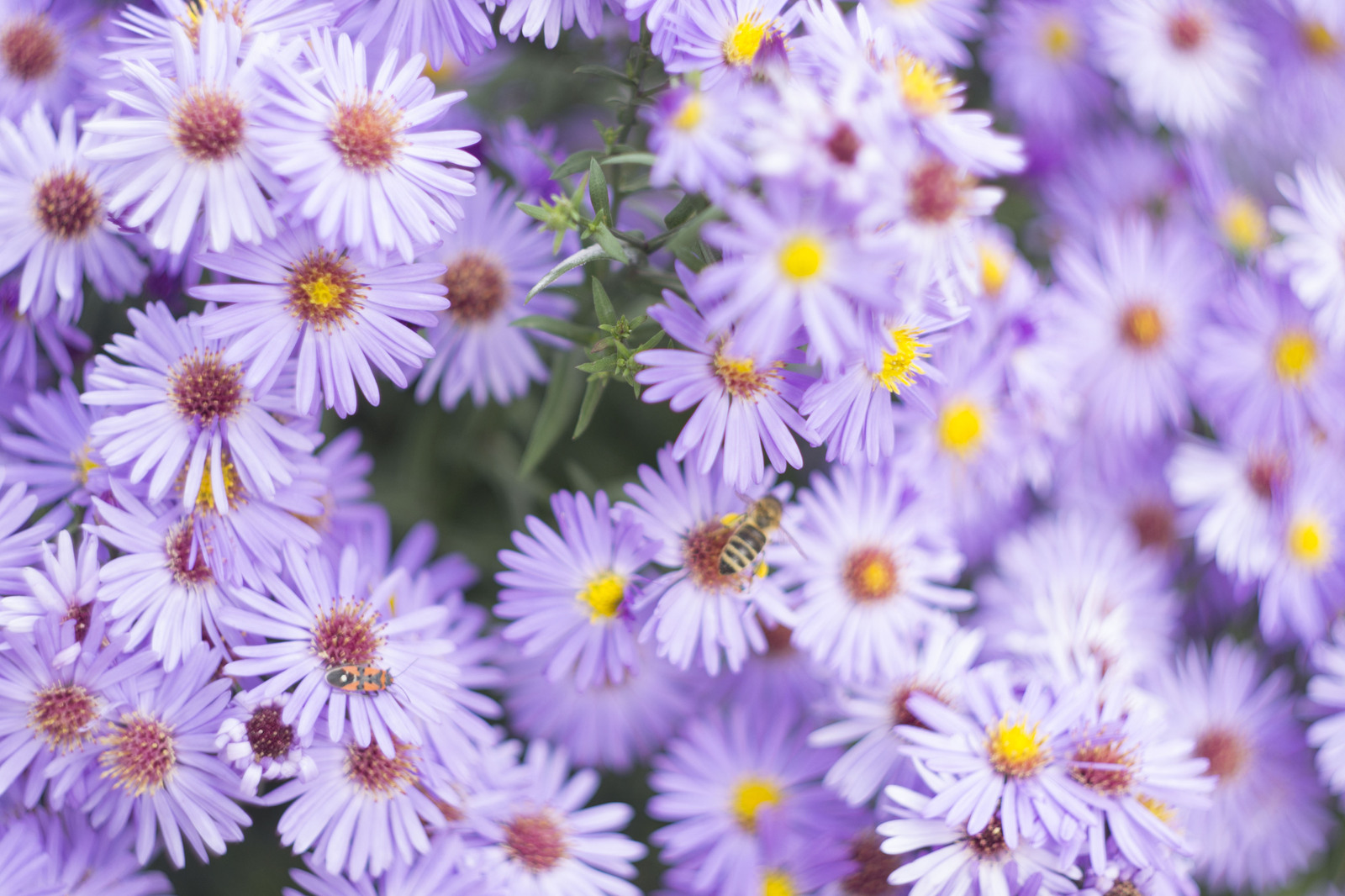 Nikon d3100 + Helios-44M-7 - My, Photo, Helios 44m, Flowers, Longpost, Helios 44m