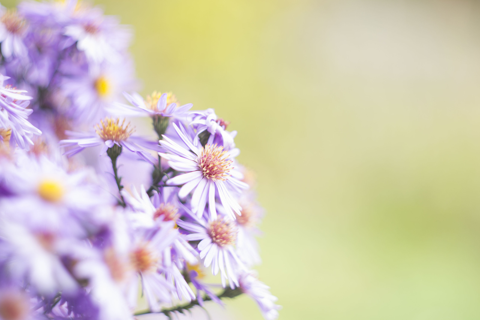 Nikon d3100 + Helios-44M-7 - My, Photo, Helios 44m, Flowers, Longpost, Helios 44m