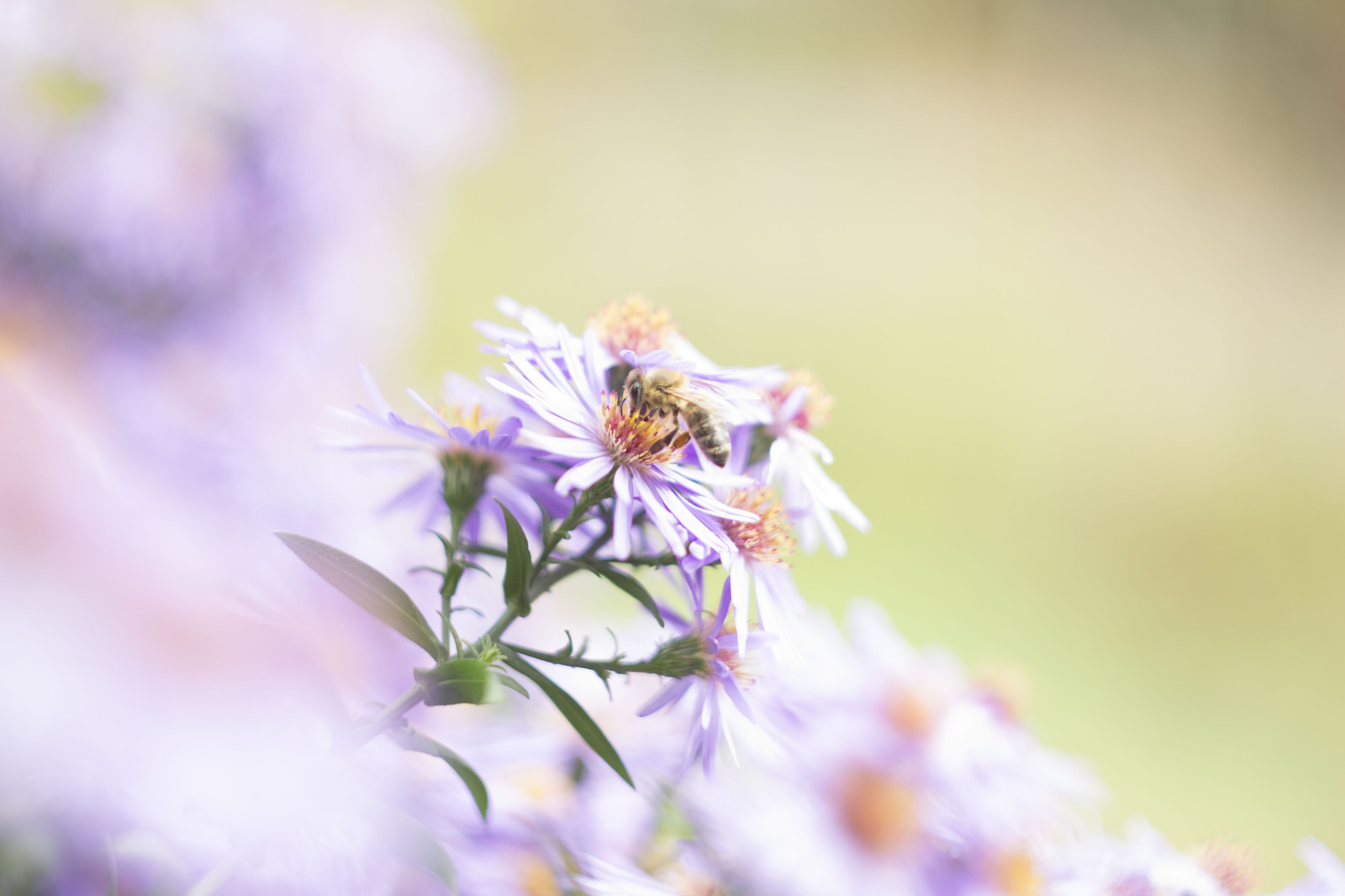 Nikon d3100 + Helios-44M-7 - My, Photo, Helios 44m, Flowers, Longpost, Helios 44m