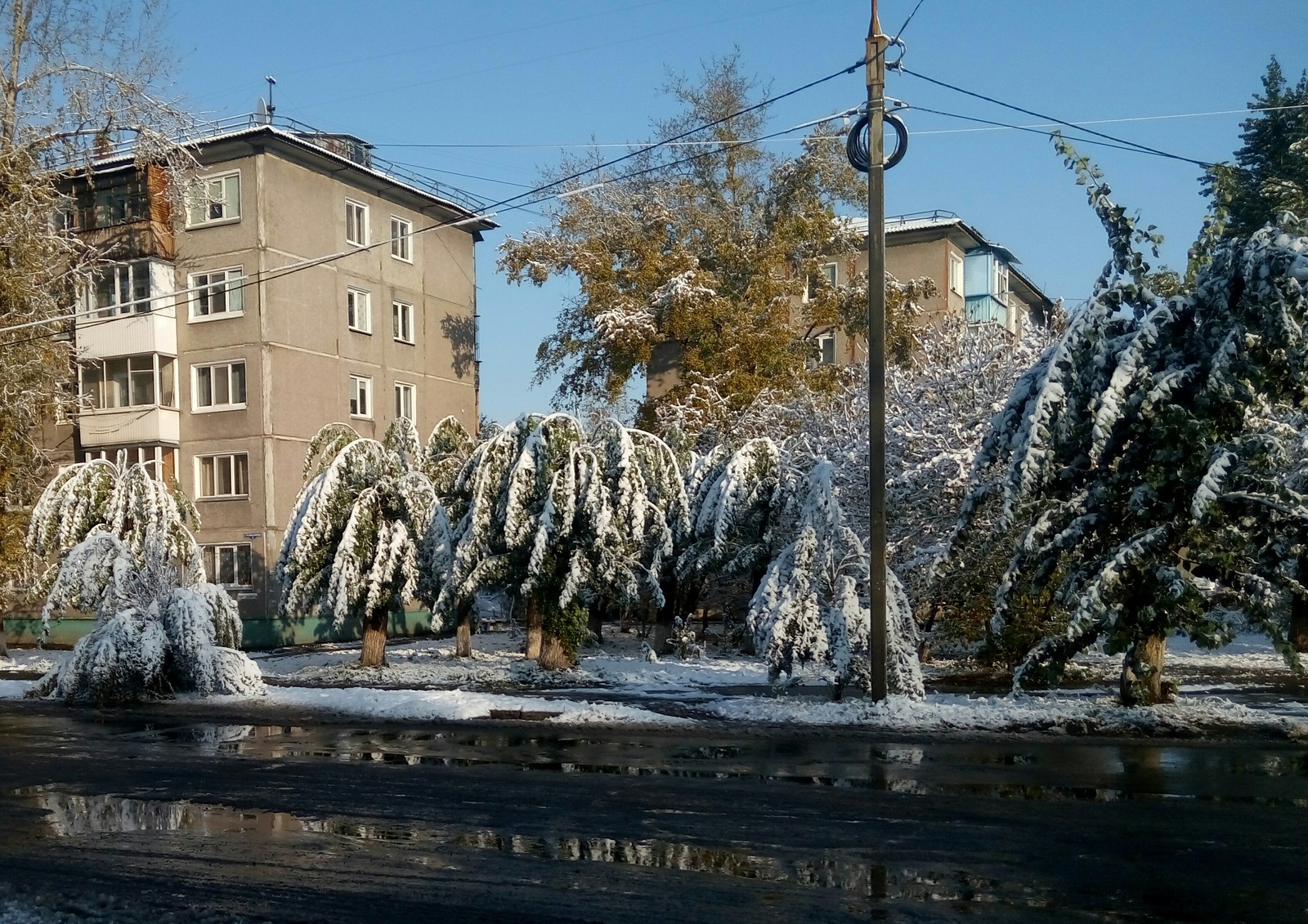 Тополя как пальмы - Моё, Пальмы, Зима