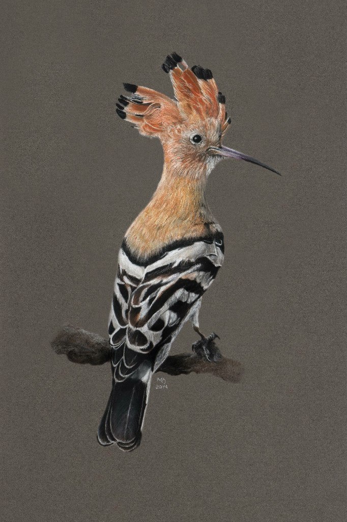 Птица года 2016 в россии удод. Птица года 2019. Удод коммунист. Нырковая утка гоголь. Бородатая неясыть.