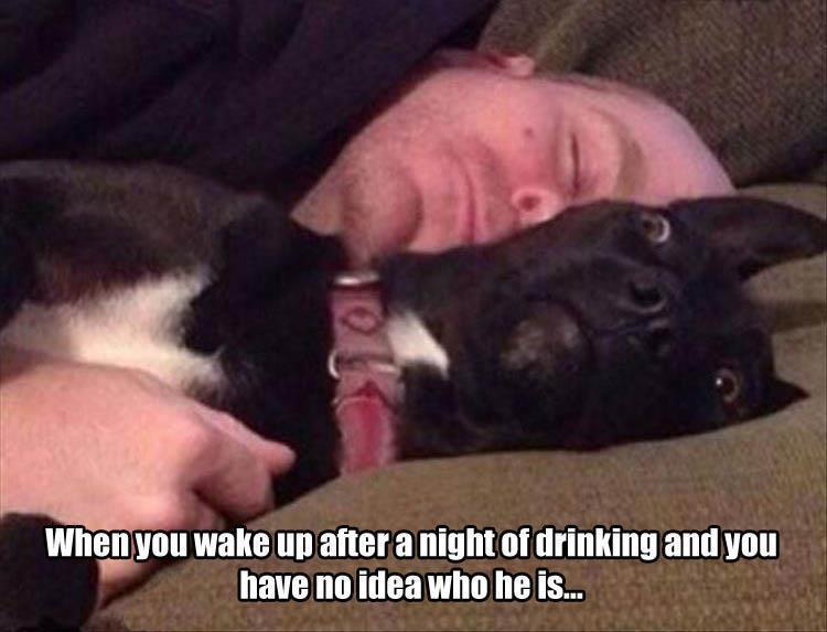 In the morning... - Morning, Booze, Picture with text, Dog