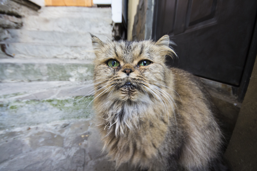 Ливадийского кота Вам в ленту - Моё, Кот, Уличный кот