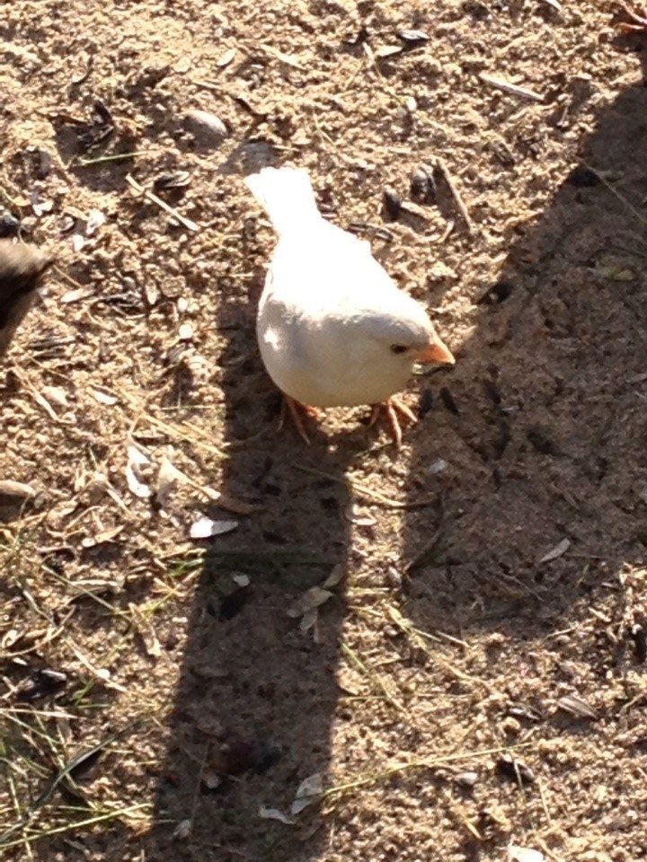 Sparrow is an albino. - My, Albino, Sparrow, Longpost