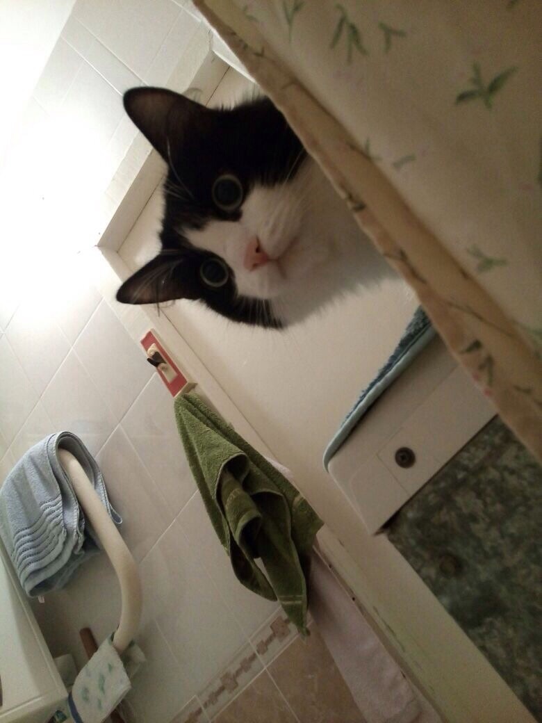 The cat in the bathroom is afraid for the owner - My, cat, Bath, , Longpost