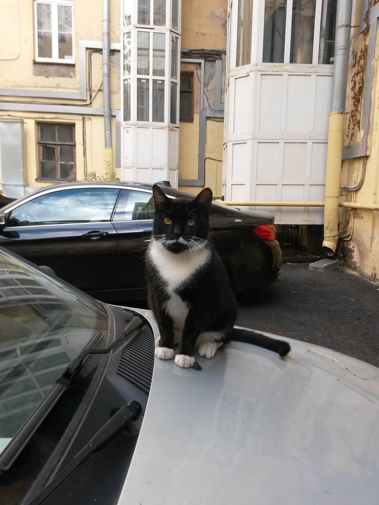 Typical Petersburg cat - My, cat, Saint Petersburg, Longpost