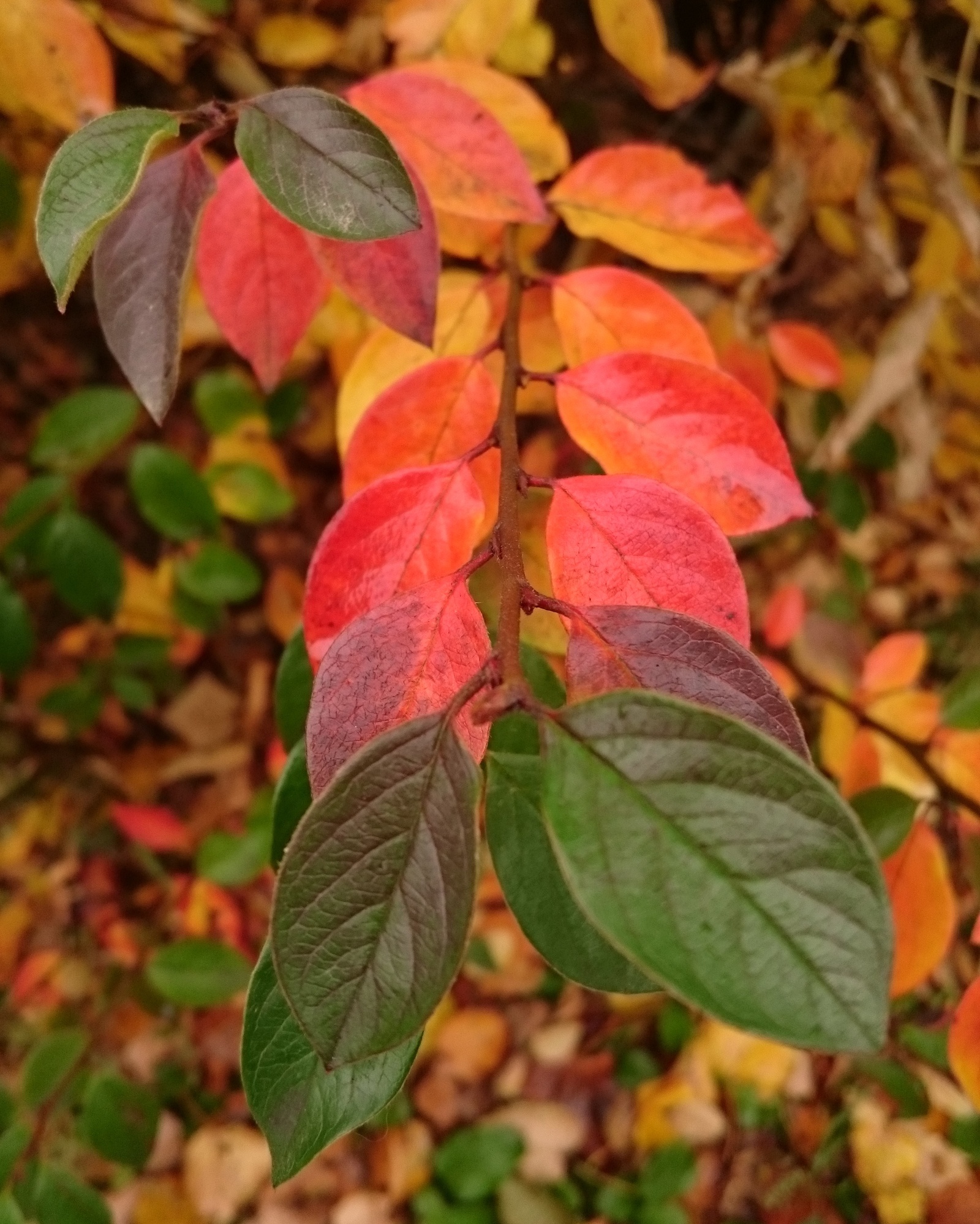 Autumn gradient - My, Autumn, Photo