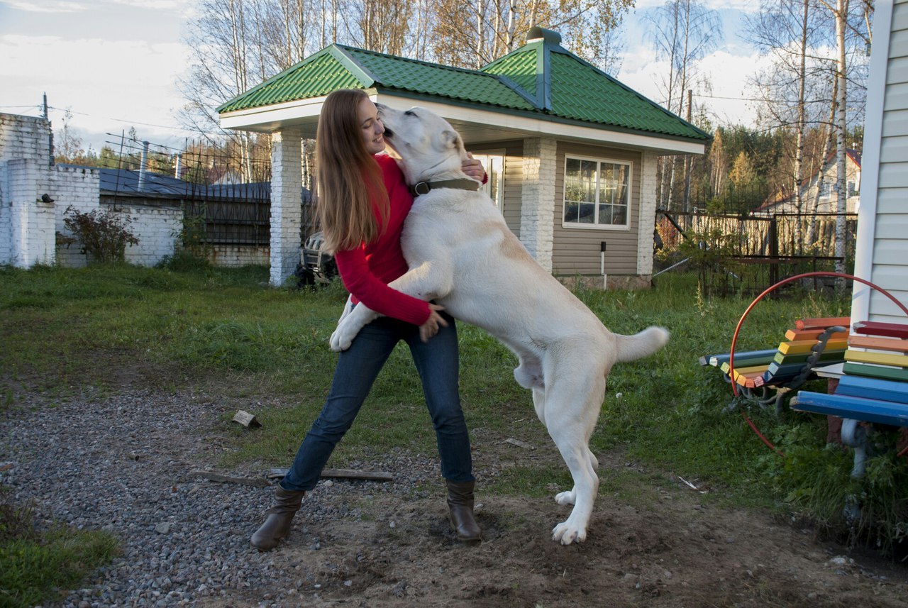 Dog therapy. Only large sizes - My, Dog, Therapy, Animals, Mood