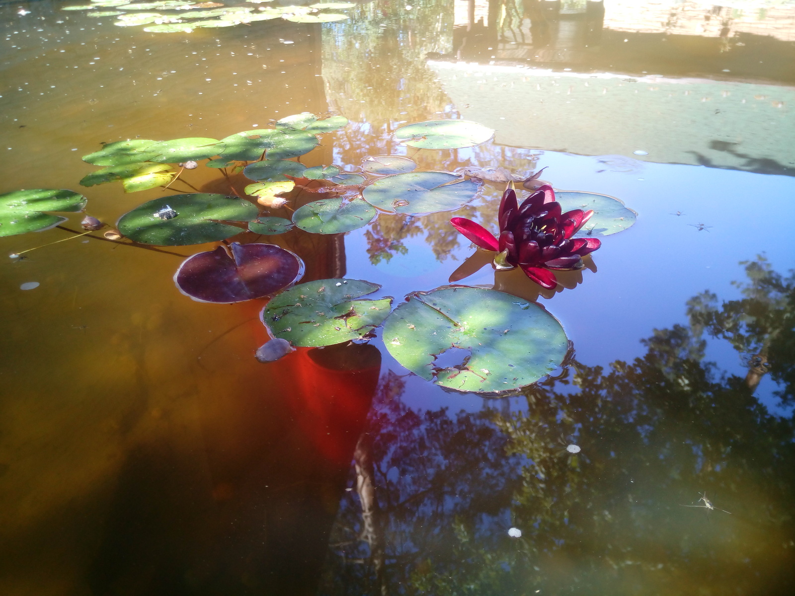 ... my lily has blossomed... - My, Pond, Lily, , Autumn