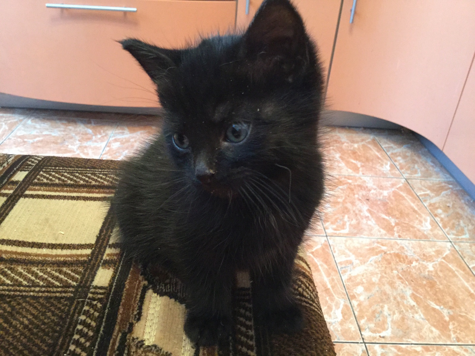 Moscow, I will give monthly kittens. - My, Cats and kittens, Is free, Help, Help, Longpost, cat