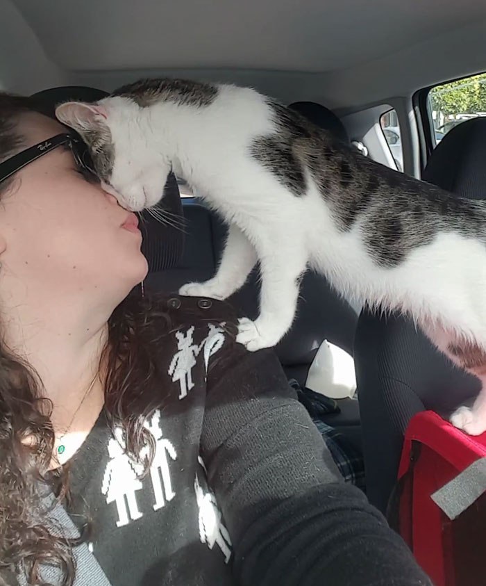 Volunteer rescued a cat from a shelter - cat, Shelter, GIF, Longpost