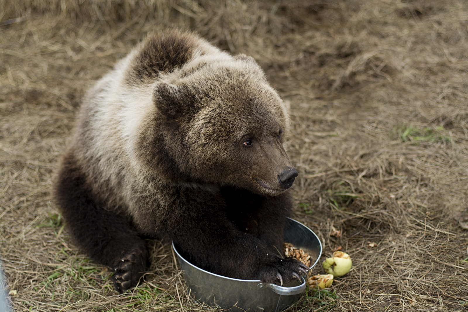 Питание медведя. Медведь Марсун. Пища медведя. Что едят медведи. Медведь на даче.