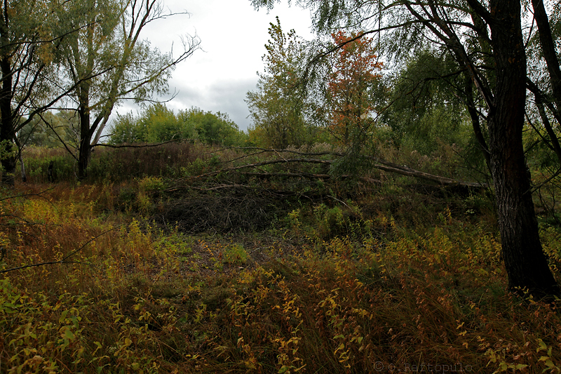 Near Murom - Photo, , Landscape